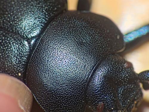 Timarcha goettingensis